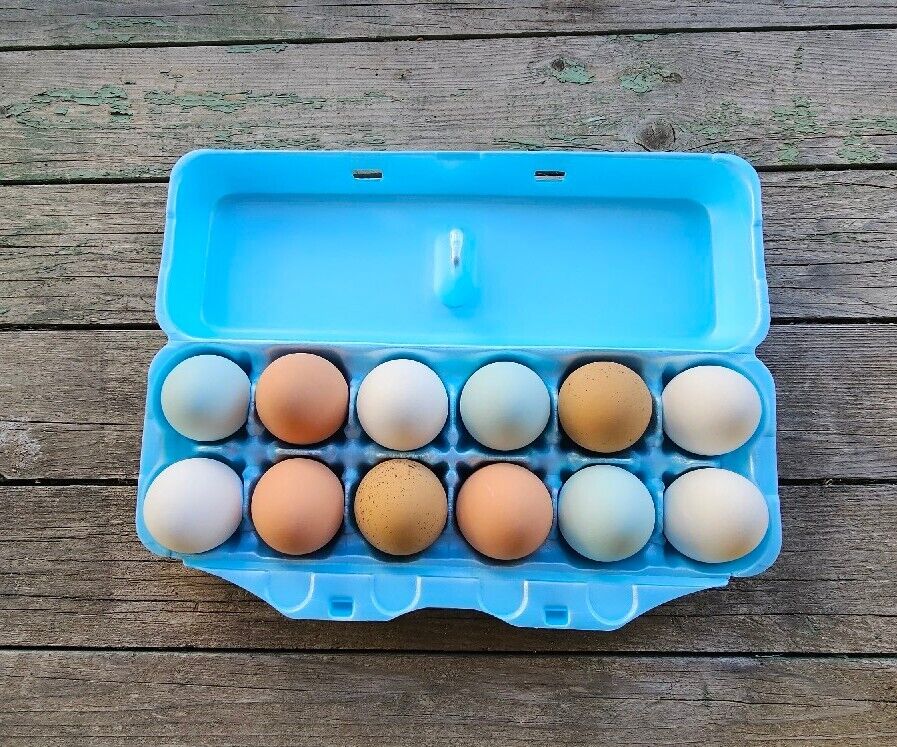 Styrofoam Egg Cartons (50 pack) Blue