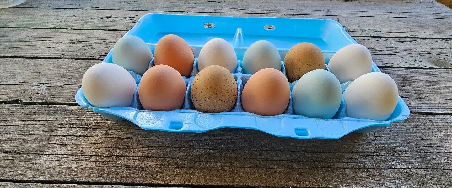 Styrofoam Egg Cartons (50 pack) Blue