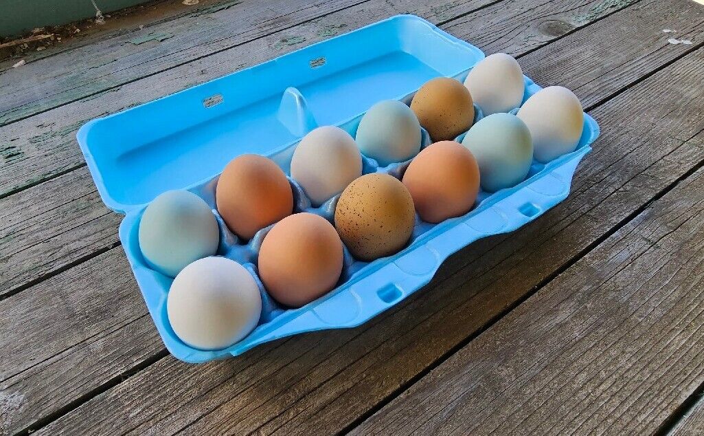 Styrofoam Egg Cartons (50 pack) Blue